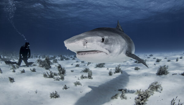 SHARK WEEK 2020: Król głębin